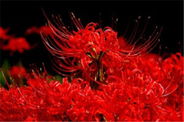 the other shore flower