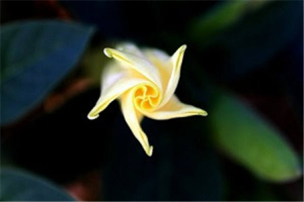 Datura