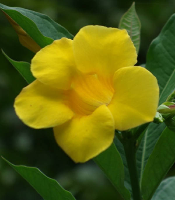 Allamanda flaccida