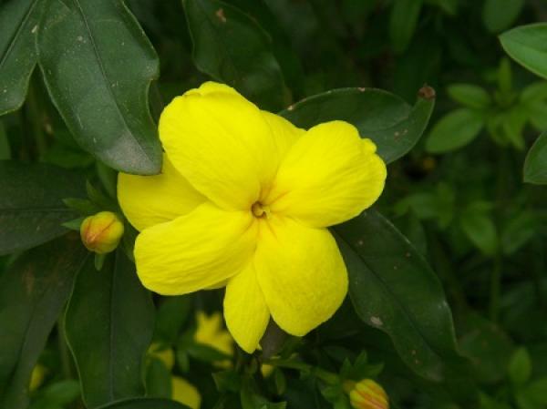 Jasmine
