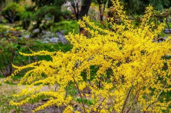 Winter jasmine
