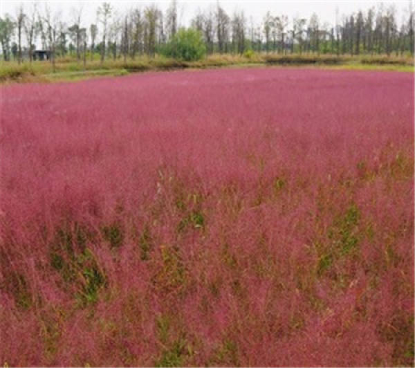 Herba Lysimachiae foenumgraeci
