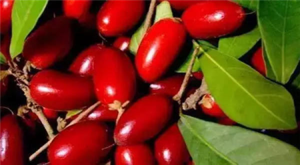 Miracle Fruit