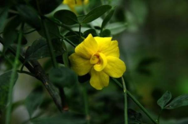 Huang Su Xin potted plant