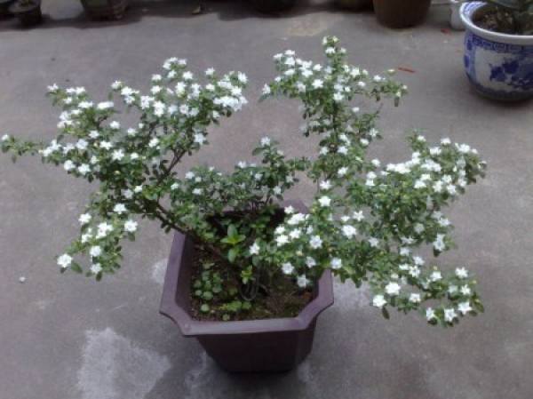 June snow potted
