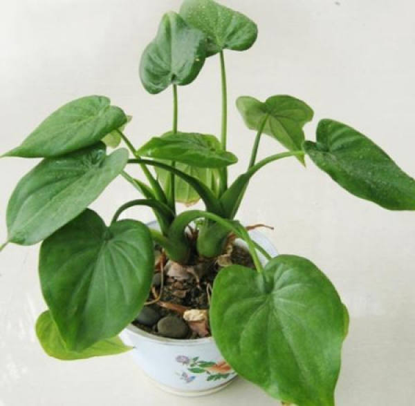 Potted Alocasia
