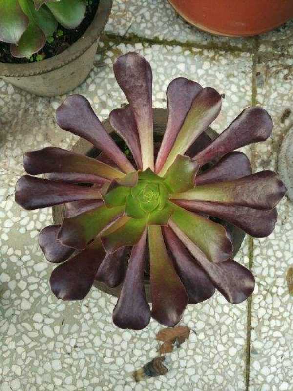 Purple Cashmere Leaf