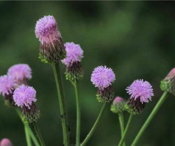 Ageratum