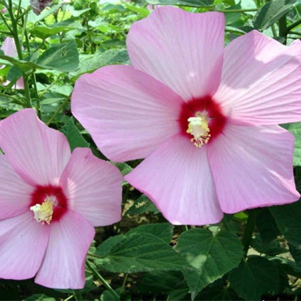 Hibiscus roseus flower