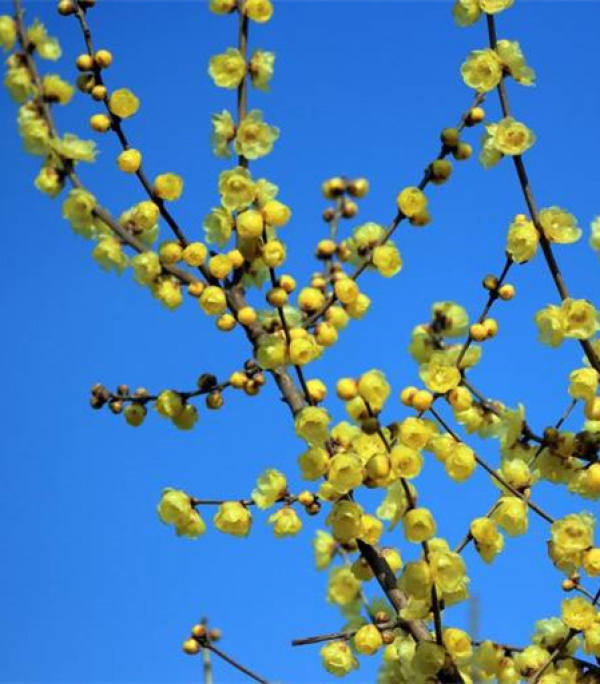 Wintersweet in snow Wintersweet in snow
