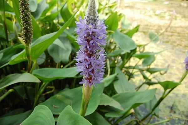 Thalia chinensis