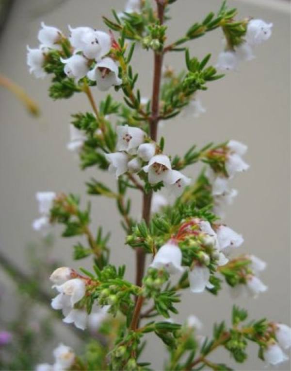 Photinia serrulata