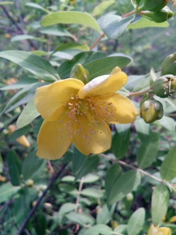 beautiful golden plum