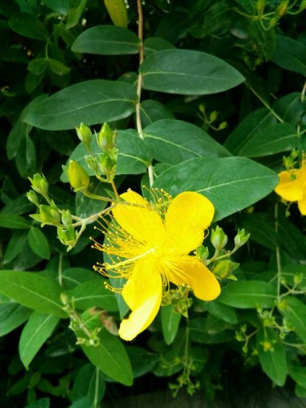 Goldenrod