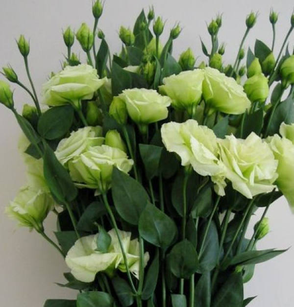 Eustoma grandiflorum