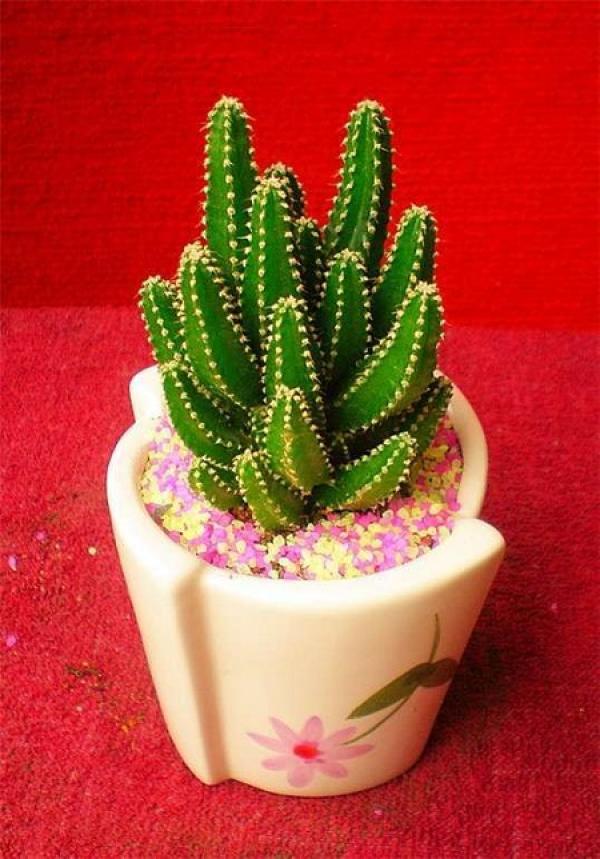 wanchongshan potted plant