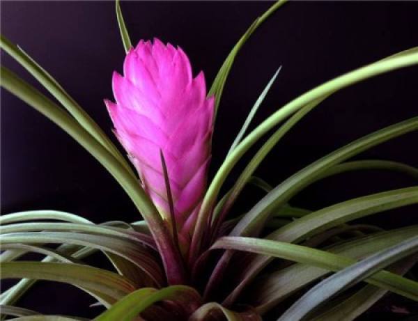 Tillandsia flower Tillandsia flower