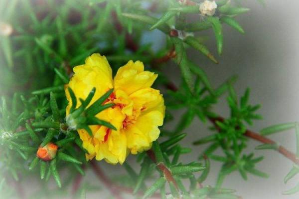 Yellow Noon Flower