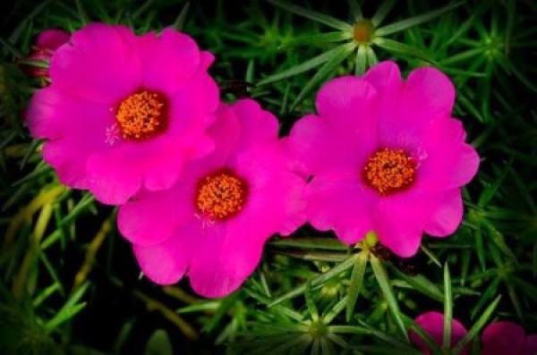 Noon flower pink