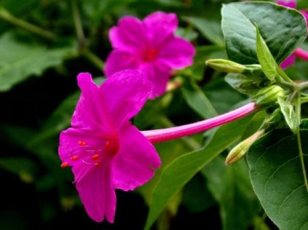 Common Mirabilis