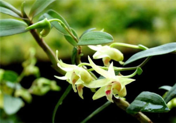 Herba Dendrobii