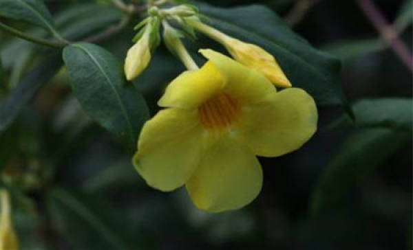 Allamanda flaviflora