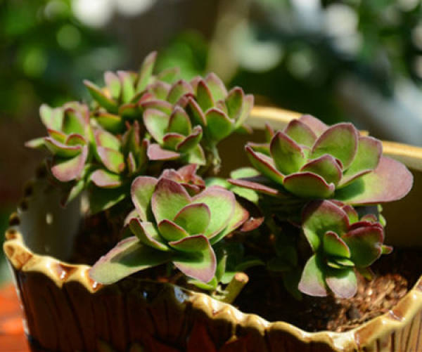 Tian Gou Zhi Wu Potted Plant