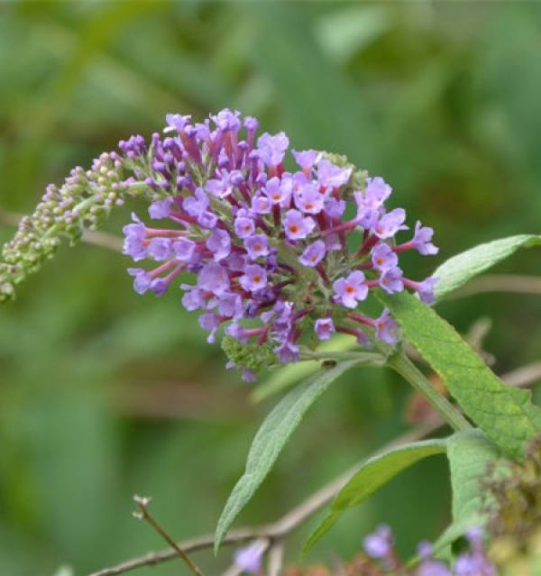 Buddleja lindleyana flower