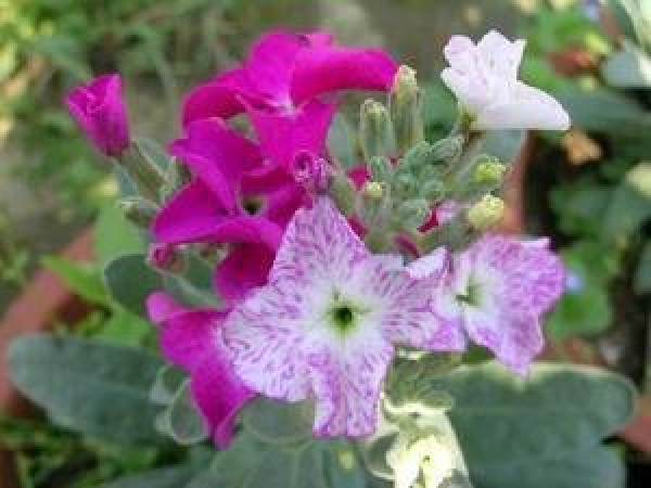 Digitalis bloom