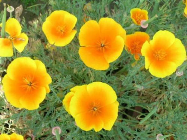 flower weed