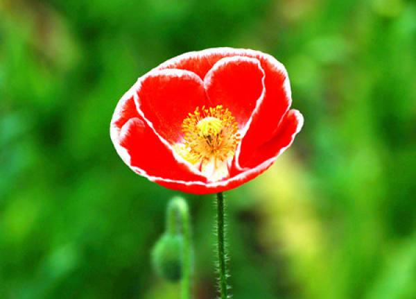 flower weed