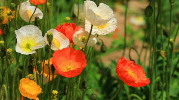 A beautiful poppy.