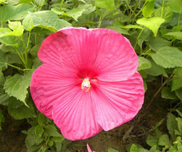 beautiful lotus anemone beautiful lotus anemone