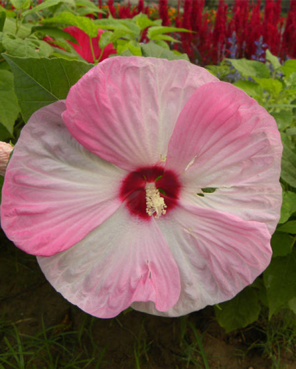 beautiful lotus anemone beautiful lotus anemone