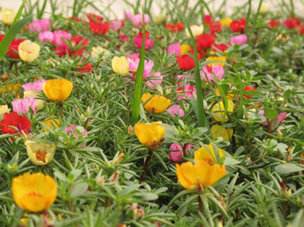 noon flower