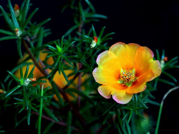 Beautiful noontime flower