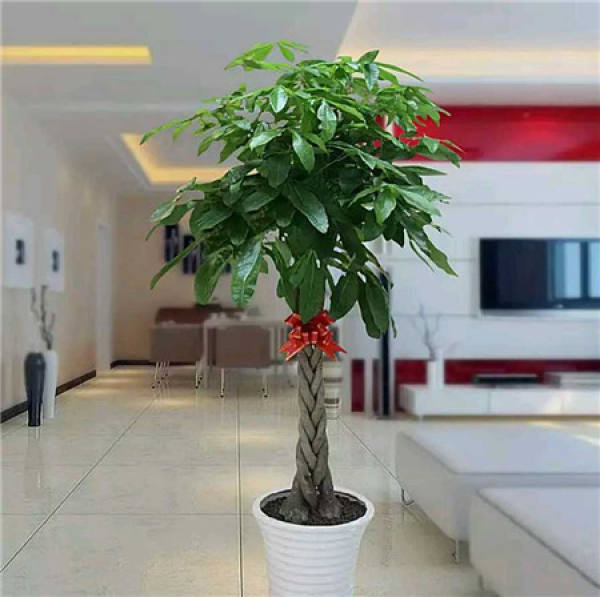 Money Tree
