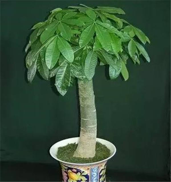 Money Tree