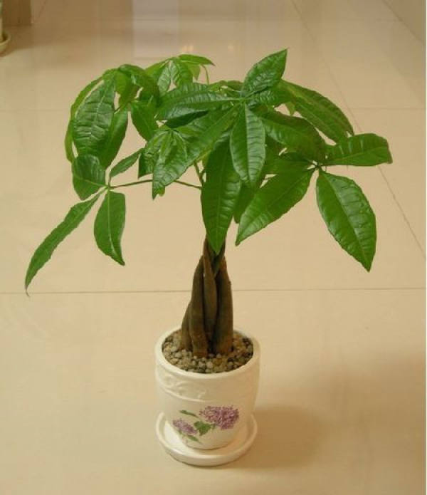 Fortune tree small potted plant