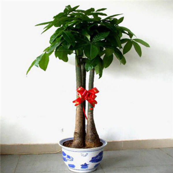 Fortune Tree