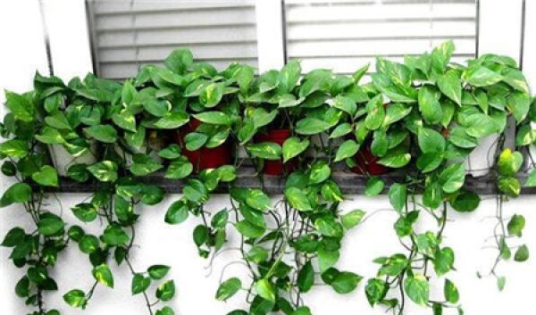 Green radish potted plant