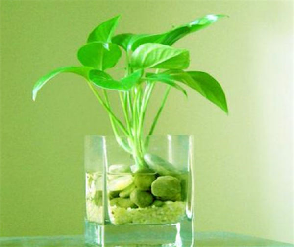 Hydroponic scindapsus