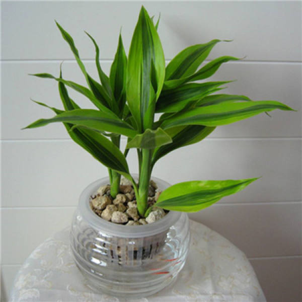 rooting stage
