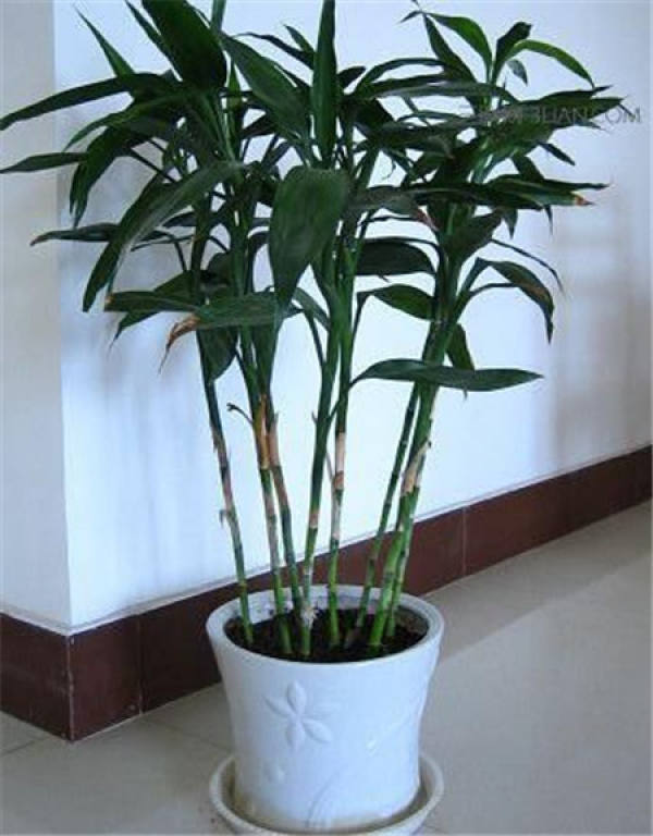 beautiful bamboo