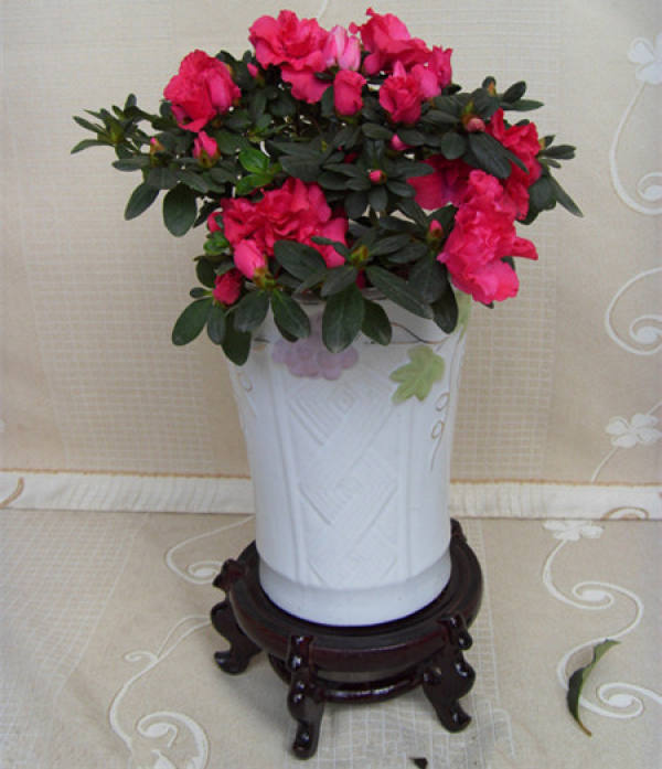 Rhododendron potted