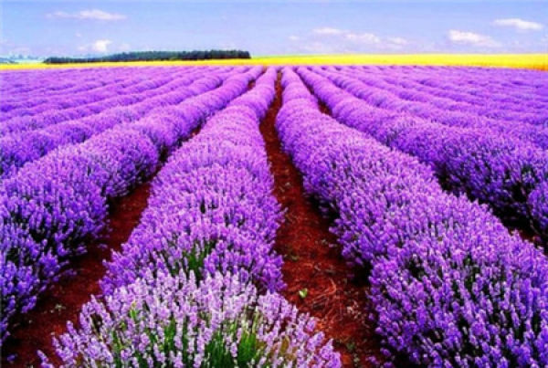 Lavender flower field