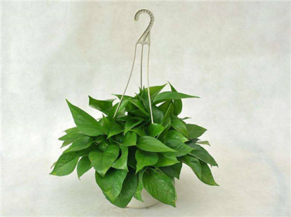 beautiful pothos