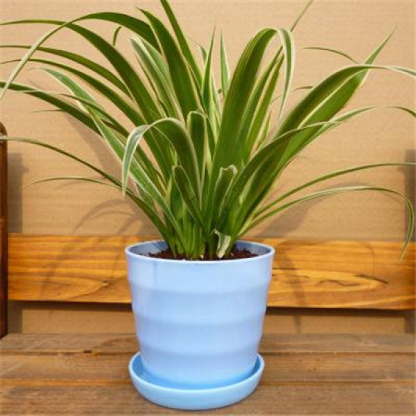 Potted Chlorophytum comosum