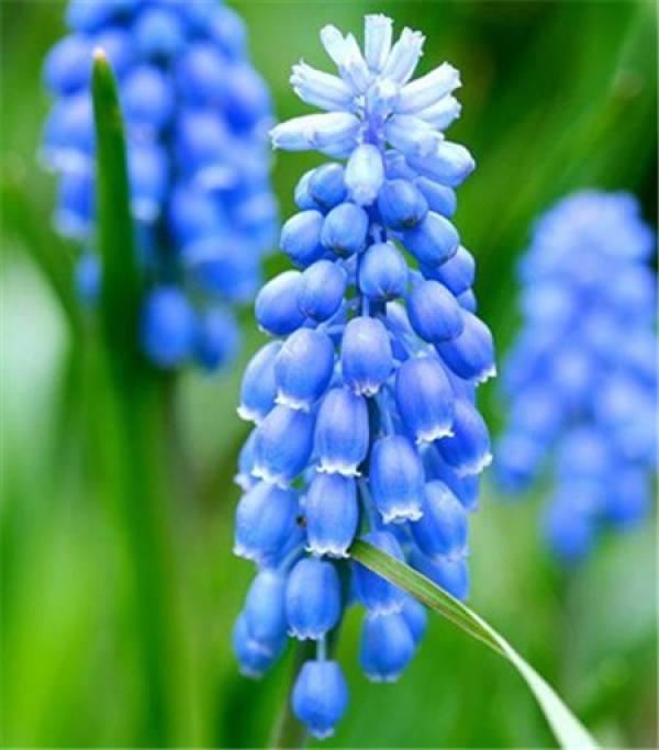 Hyacinth