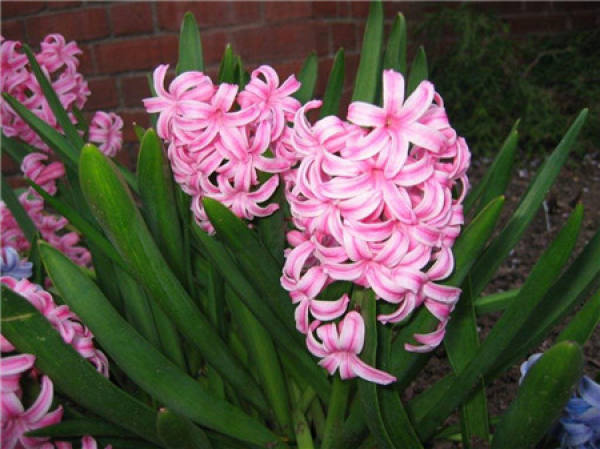 beautiful hyacinth